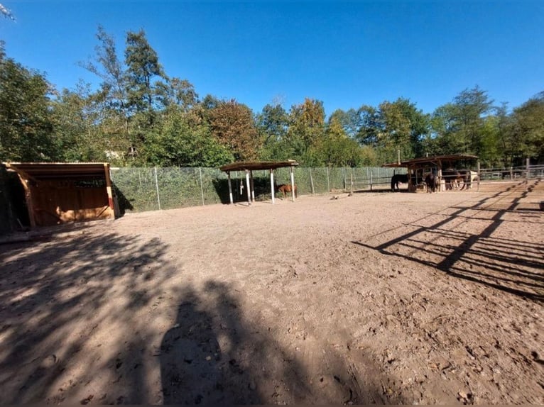 Privéstal biedt 3 vrije boxen geschikt voor paard, pony, pensionado, recreatiepaard en reën.