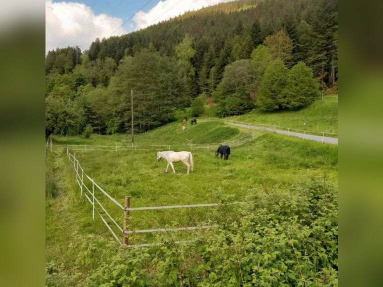 Privéstal biedt 3 vrije boxen geschikt voor paard, pony, pensionado, recreatiepaard en reën.