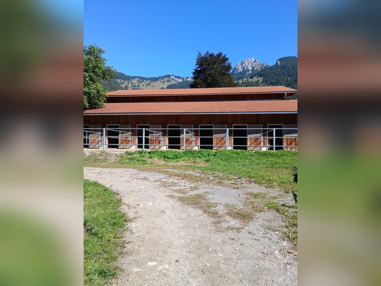 Ruime paddockboxen en professionele training