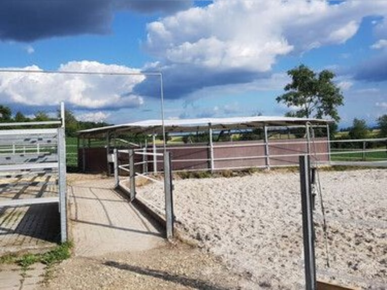 Stal Baltihof heeft vrije boxen.
