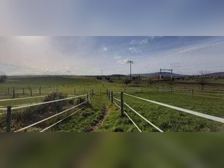 Stal Baltihof heeft vrije boxen.