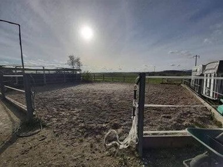 Stal Baltihof heeft vrije boxen.