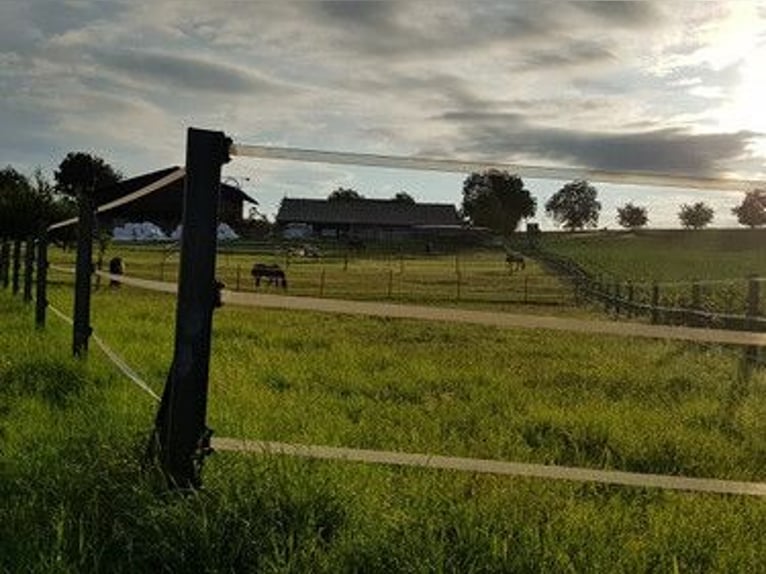 Stal Baltihof heeft vrije boxen.