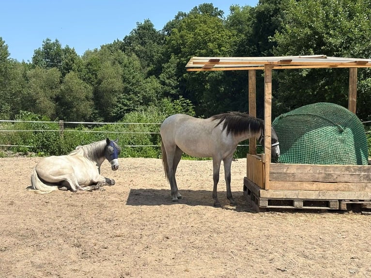 Stal vrij met veel buitenruimte