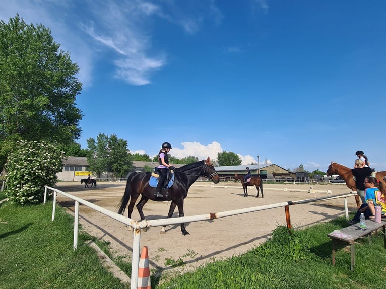 Stalling met paddock