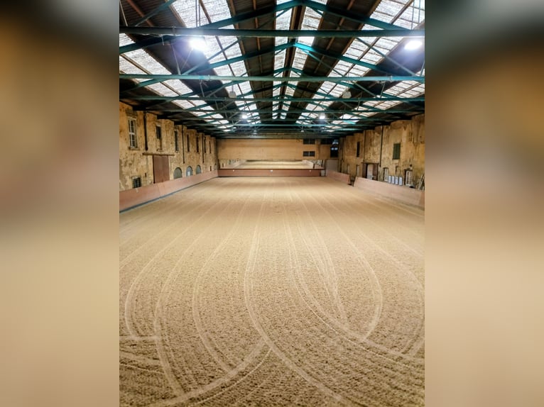 Twee paddockboxen naast elkaar beschikbaar