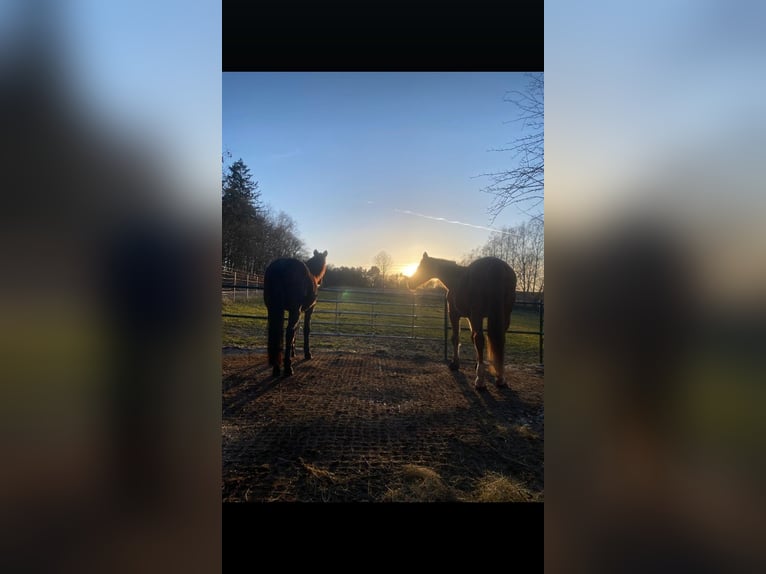 Vanaf voorjaar 2026 / 1 paddockbox beschikbaar