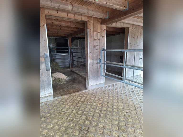 Vrije paddock buitenbox