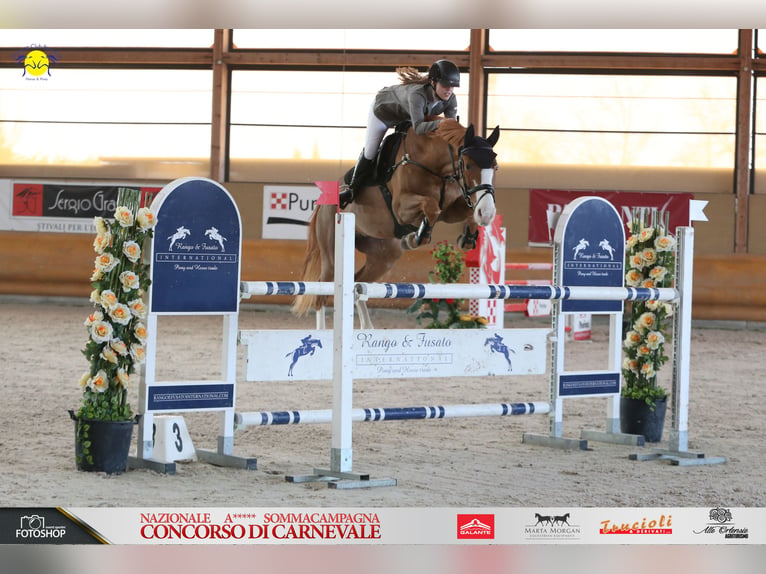 Vrije paddockboxen op privé manege