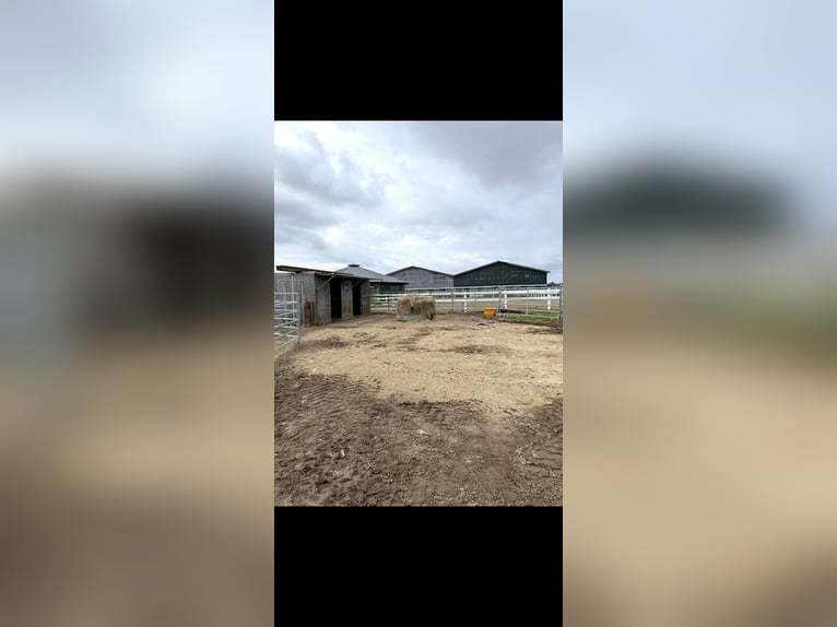 Vrije paddockboxen op Sylt