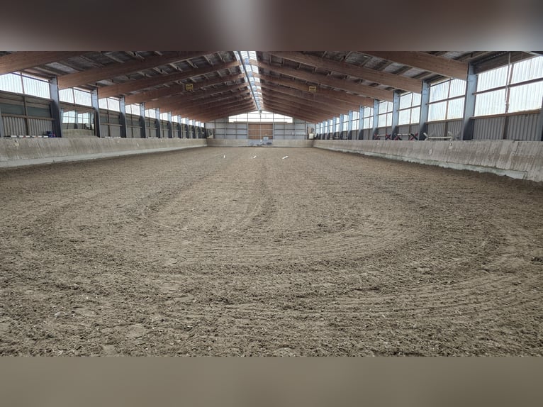 Vrije paddockboxen te huur in Mannheim-Seckenheim