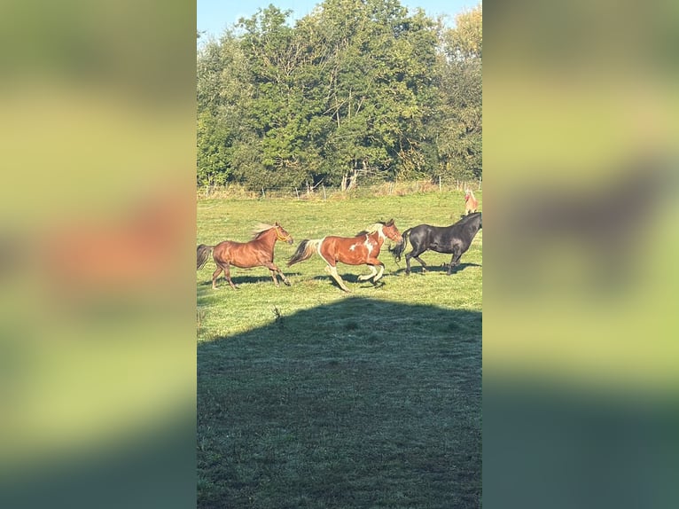 🐴 Vrije stallingplaatsen op de MCC Ranch in het Waldviertel