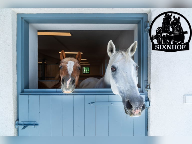 Pferdebox / Box in Reitstall / Pferdestall / Stall mieten