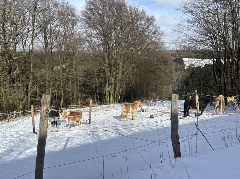 Ruime paardenboxen te huur vanaf nu