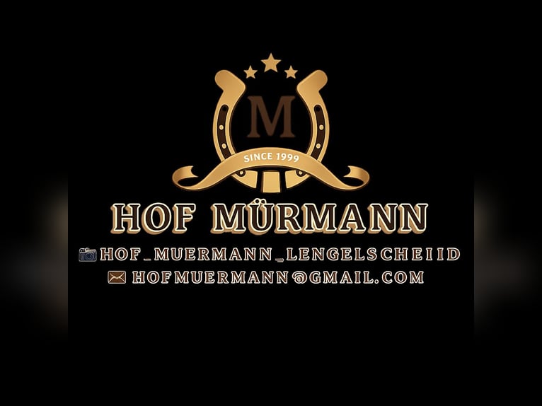 Ruime paardenboxen te huur vanaf nu