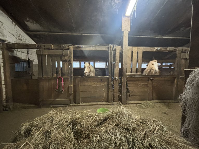 Ruime paardenboxen te huur vanaf nu