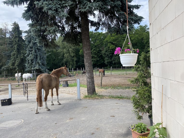 Ruiterfaciliteit Berlin Noord-Oost | Vrije boxen