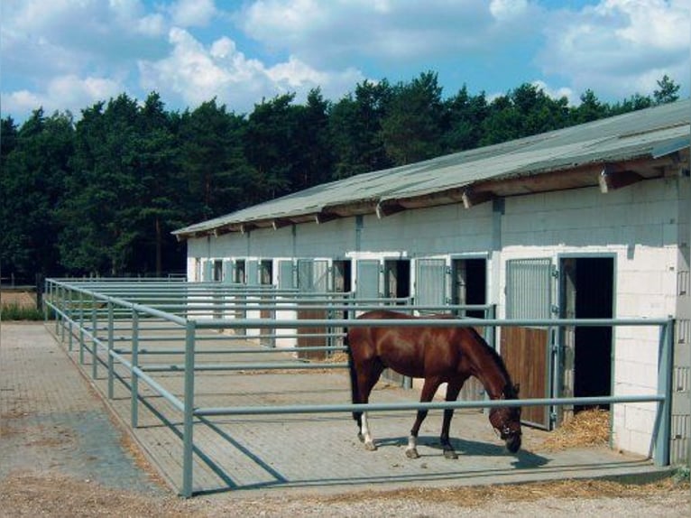 Ruiterfaciliteit Berlin Noord-Oost | Vrije boxen