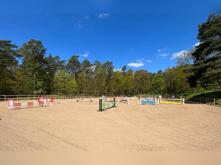 Ruiterfaciliteit Berlin Noord-Oost | Vrije boxen