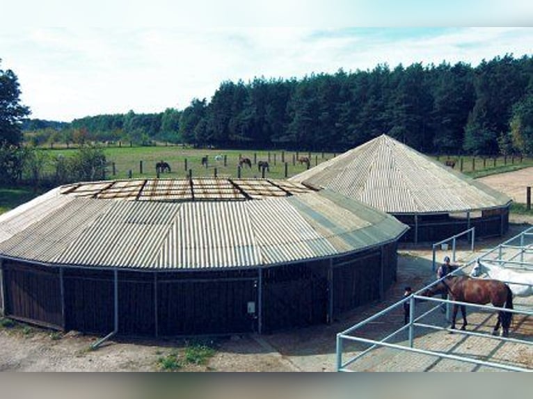 Ruiterfaciliteit Berlin Noord-Oost | Vrije boxen