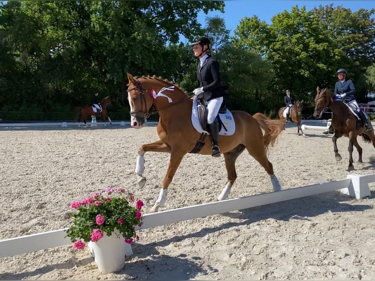 Ruiterfaciliteit Elisenau | Noordoost-Berlijn | Paardenpension | Opleiding