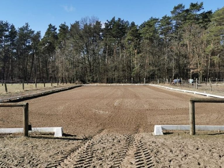 Ruiterfaciliteit Elisenau | Noordoost-Berlijn | Paardenpension | Opleiding