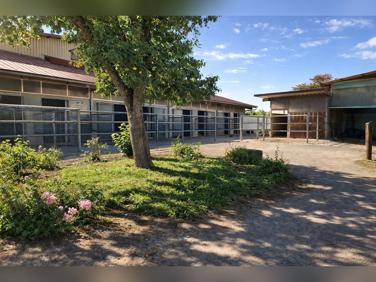 Shettys gesucht - Chaos auf kurzen Beinen willkommen! 