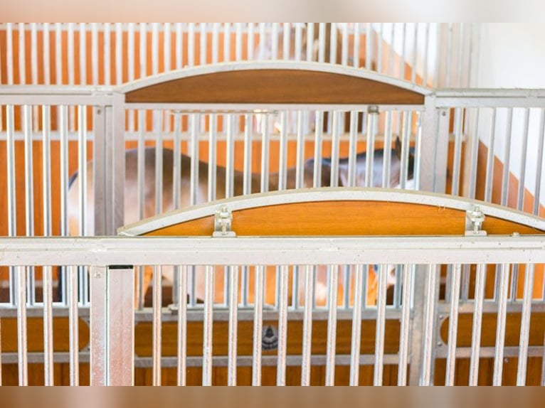 Stal Birkenhof - Vrije boxen - Diervriendelijke paardenhouderij & professionele longeer- en rijoplei