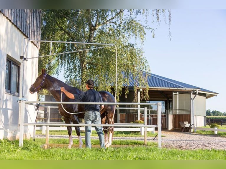 Stal Birkenhof - Vrije boxen - Diervriendelijke paardenhouderij & professionele longeer- en rijoplei