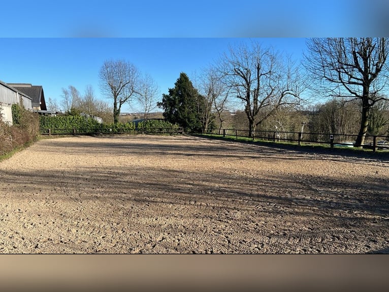 Stalgang voor 4, 5, 10 of 14 paarden voor zelfvoorzienende eigenaren