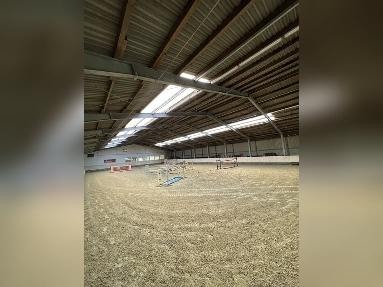 Stallen / paddockstallen beschikbaar