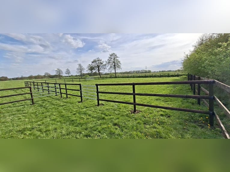 Stallmerries te koop - vrije plaatsen door nieuwe stallenbouw!