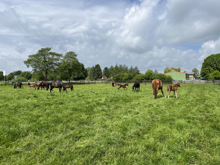 Stallmerries te koop - vrije plaatsen door nieuwe stallenbouw!