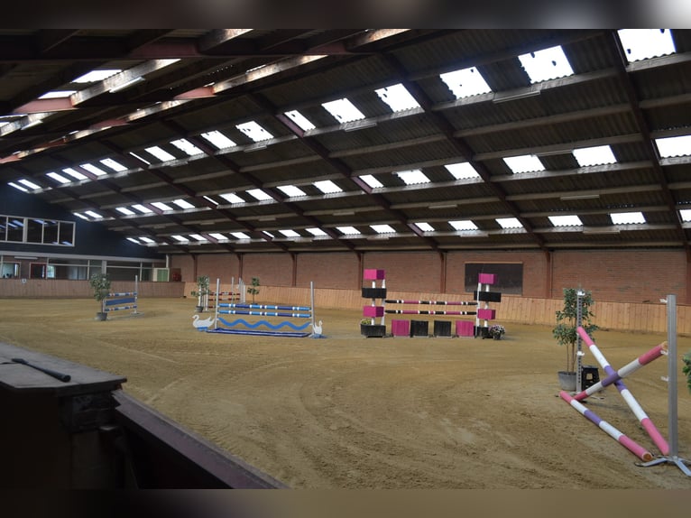 Te huur aangeboden een professionele paarden manege/complex/stallen