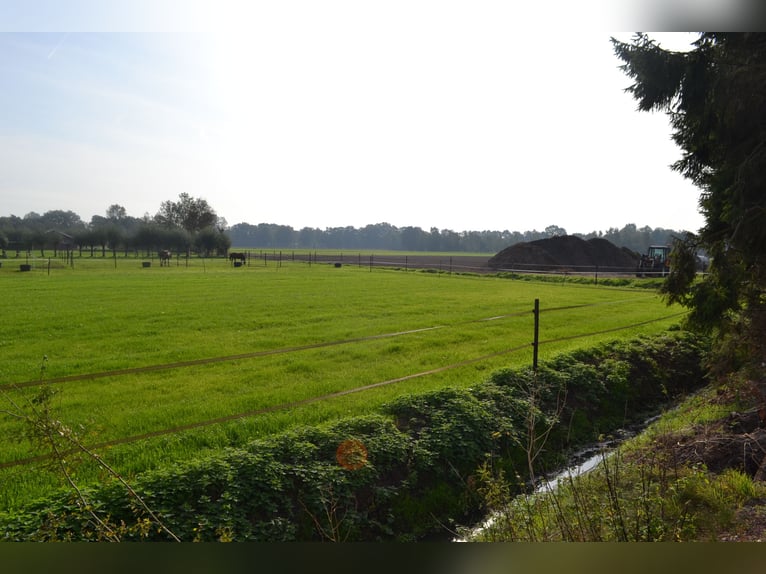 Te huur aangeboden een professionele paarden manege/complex/stallen