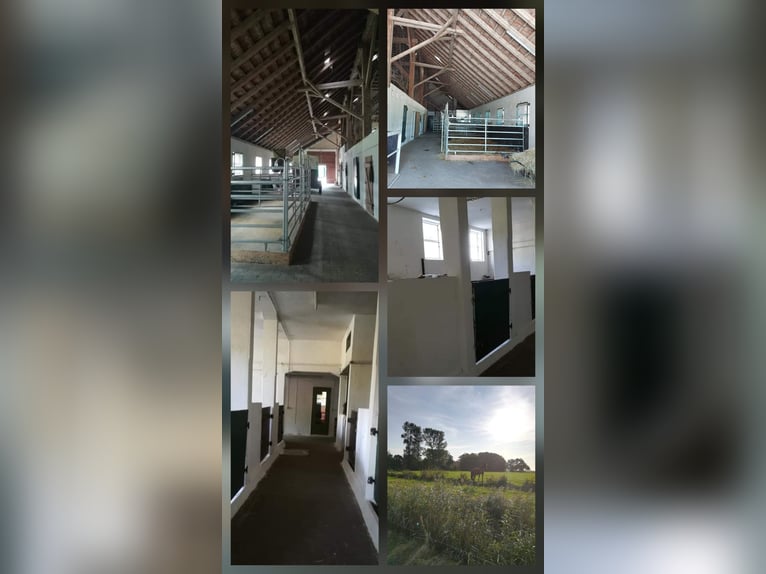 Veulenkamp voor merries Vrije box voor fokmerries Noordzee