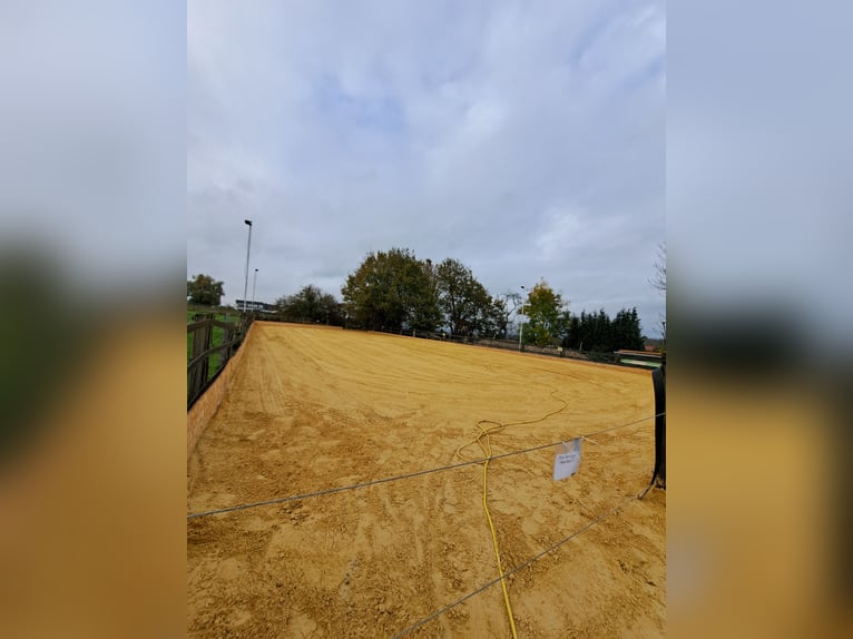 Vrije boxen in een kleine, familiale stal!!