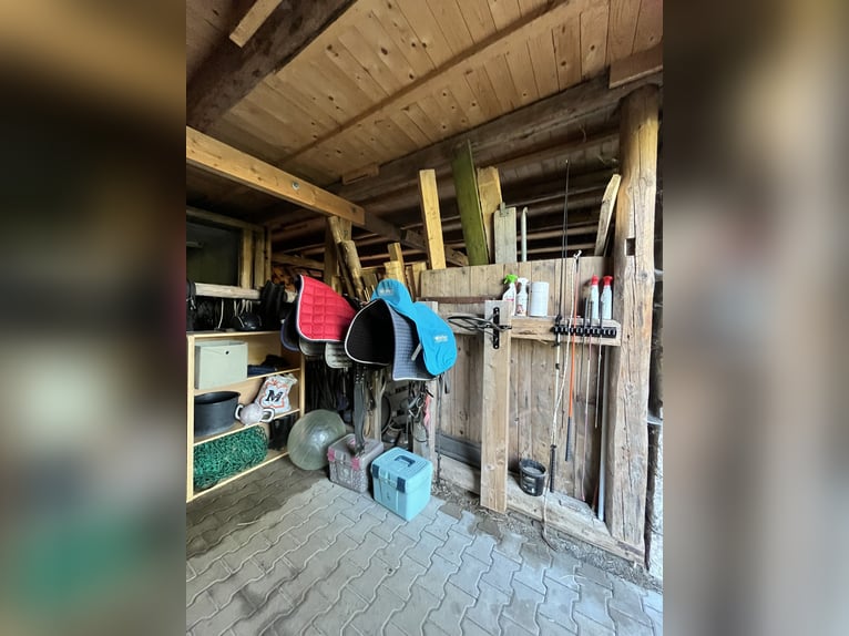 Vrije paardenbox in privéstal met woongedeelte (2-kamer appartement)