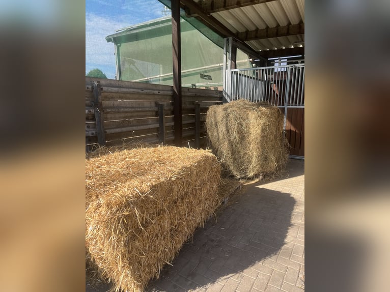 Vrije paardenboxen, pensionplaats, bijzetplek, 24/7 hooi, hele dag weidegang, 47475 Kamp-Lintfort :)