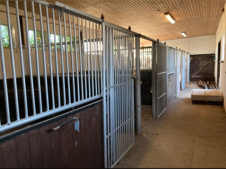 Vrije paardenboxen vanaf 1 september / Nieuwe opening