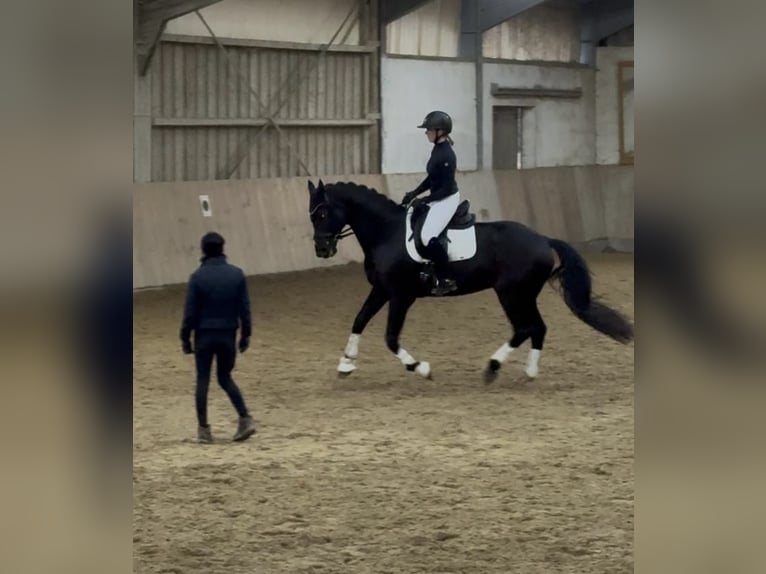 Vrije pensionboxen, ten zuiden van München, paardenboxen, manege