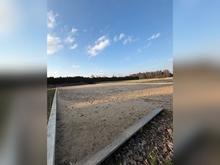 Wij bieden 2 boxen en een buitenstal aan.