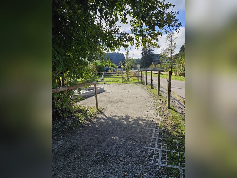 XXL Boxe in 9517 Mettlen