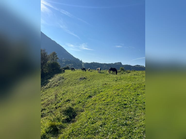 Alpaca-verblijf voor jouw IJslandse paard