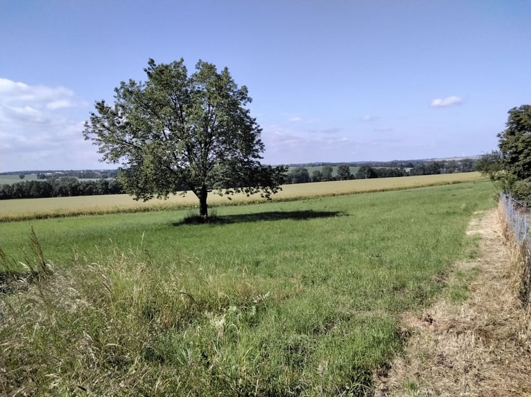 Koppel,Stall und Wohnung (Wohnen mit dem Pferd)