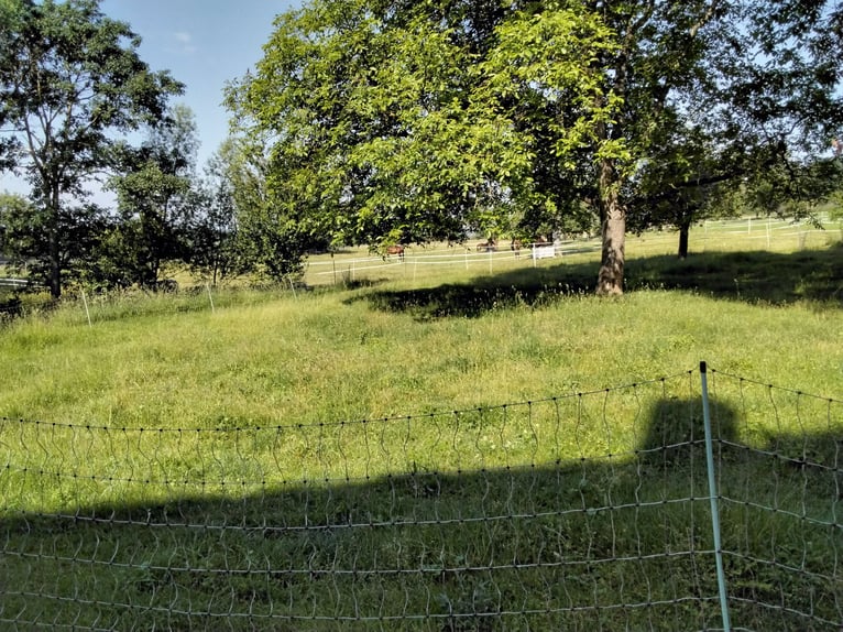 Koppel,Stall und Wohnung (Wohnen mit dem Pferd)