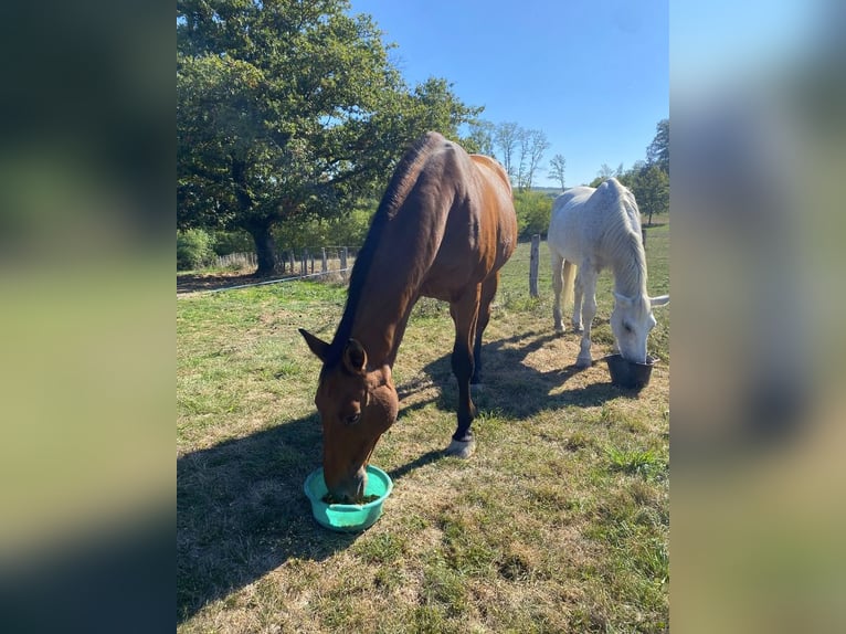 Pensioenstalplaats voor oudere paarden of een rustperiode