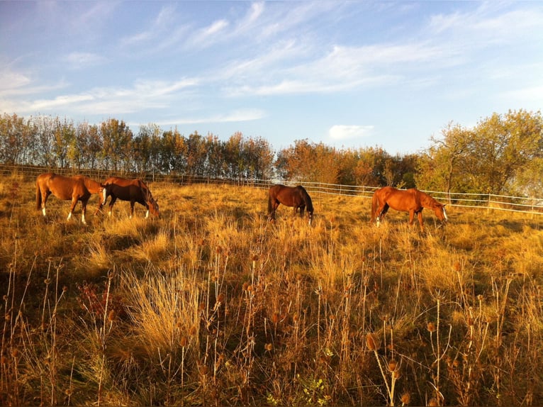 Pension chevaux – Bien-être et nature à la frontière de l’Aude et de l’Ariège   Pension chevaux – Bien-être et nature à la frontière de l’Aude et de l’Ariège