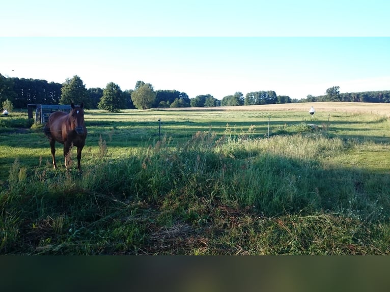 Pferdekoppel ganzjährig nutztbar