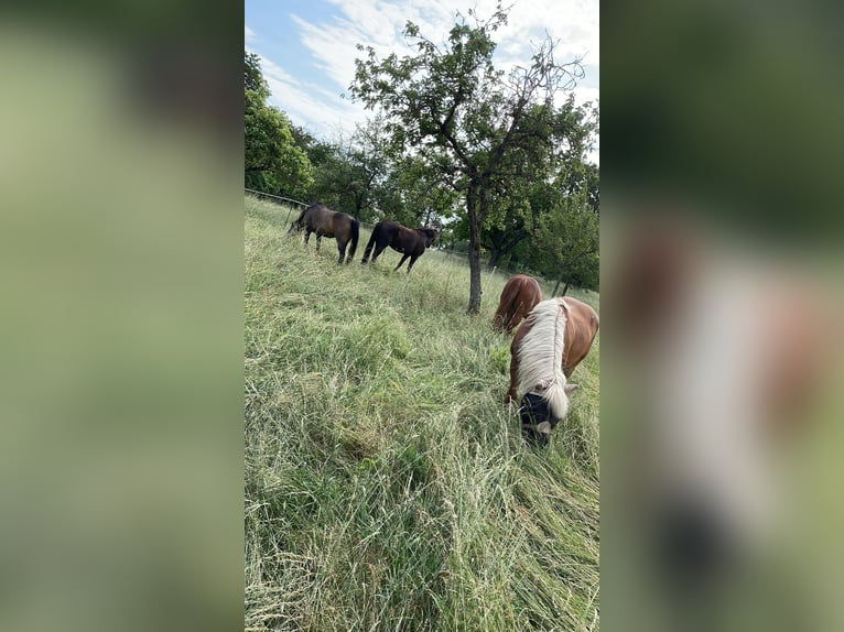 Sommerweide / Sommerkoppel